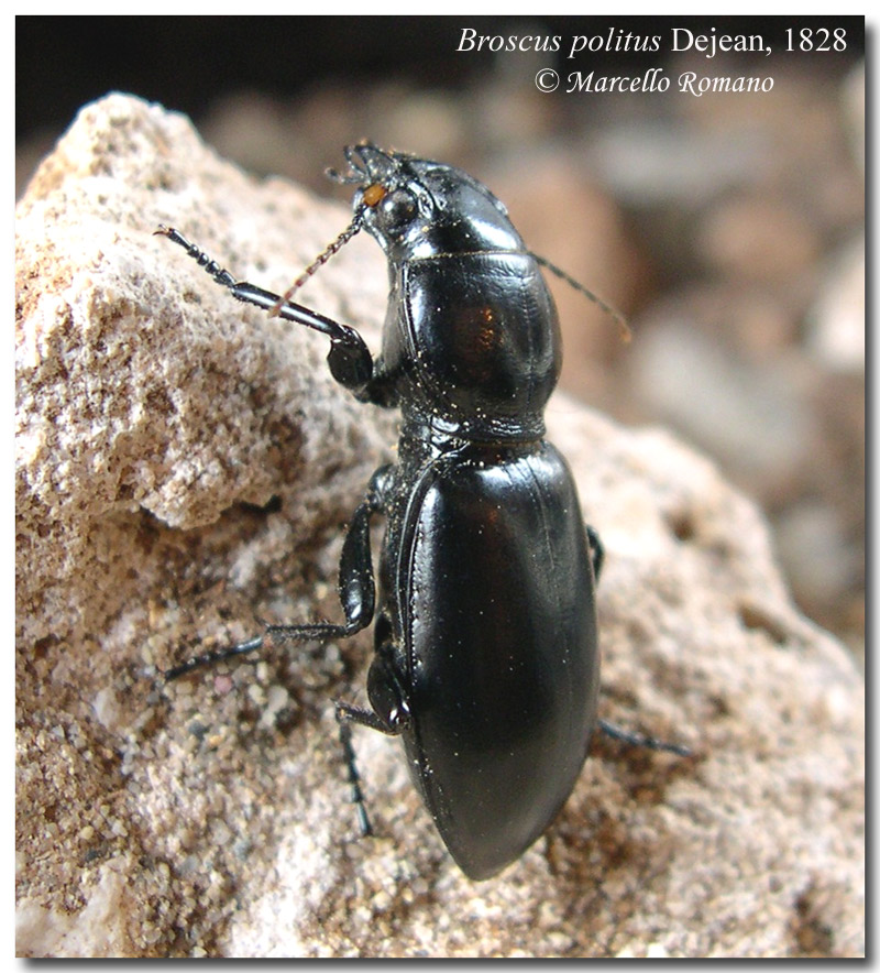 Un bel Carabide siculo-maghrebino: Broscus politus